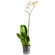 White Phalaenopsis orchid in a pot. Novi Sad